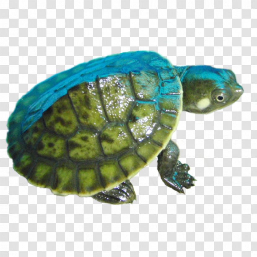 Amazon River Box Turtle Reptile - Sea Transparent PNG