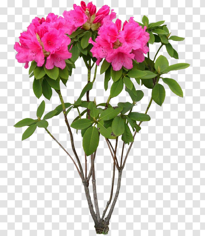 Peony Pink Flowers Psd Cut - Flower Bouquet - Tree Transparent PNG