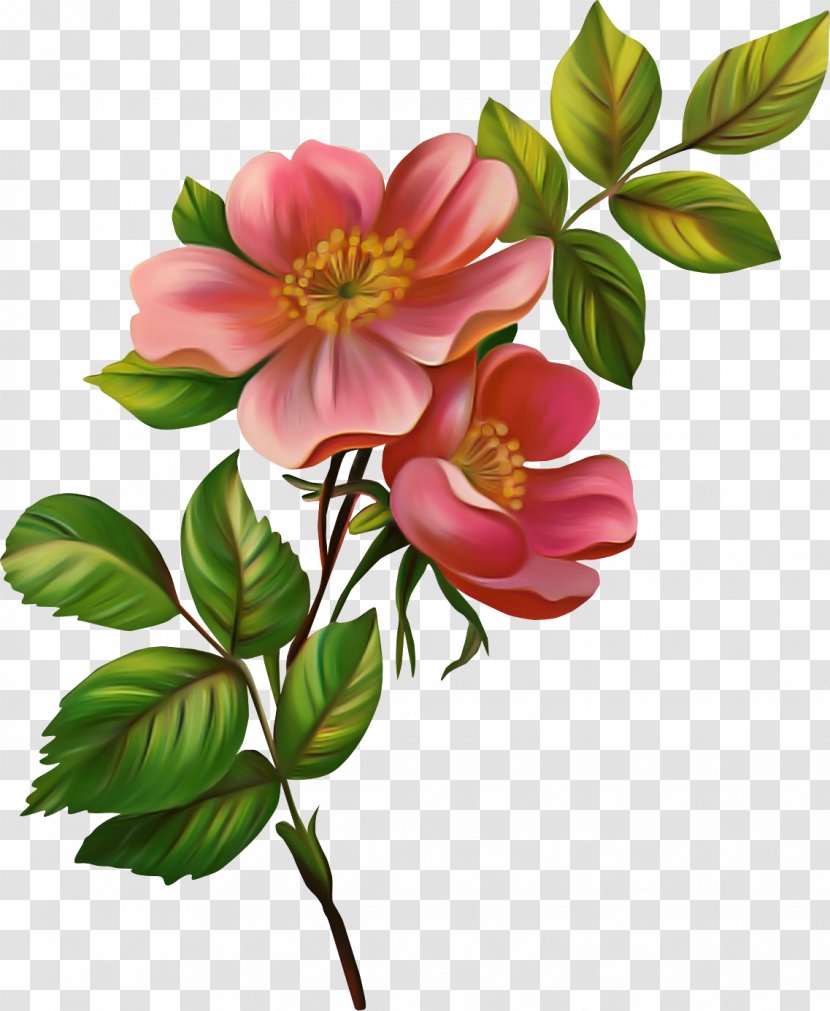 Rose - Family - Rosa Rubiginosa Transparent PNG