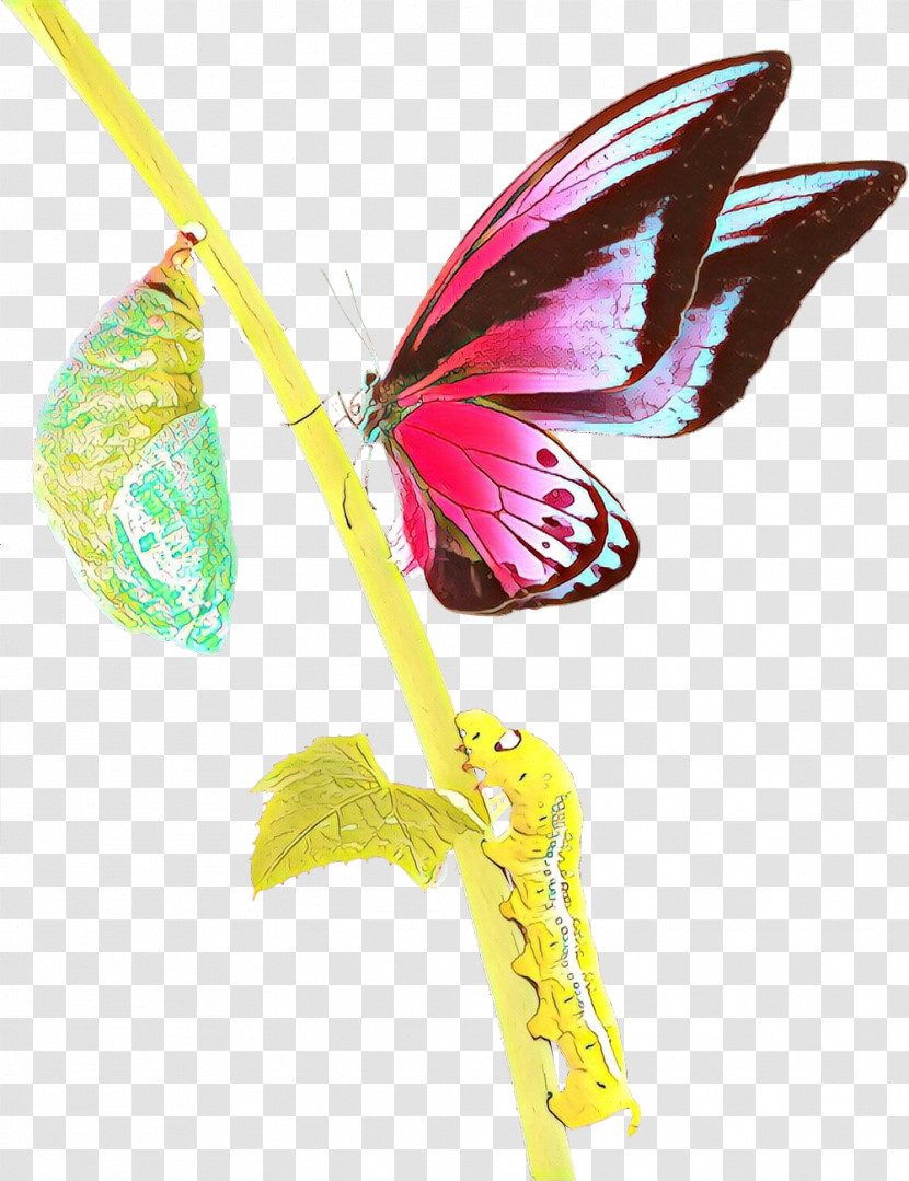 Pink Insect Butterfly Wing Plant Transparent PNG