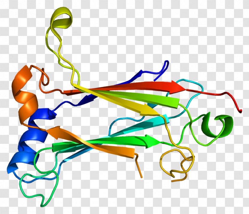 TRAF6 TNF Receptor Associated Factor Protein IRAK1 Ubiquitin Ligase - Tree - Heart Transparent PNG