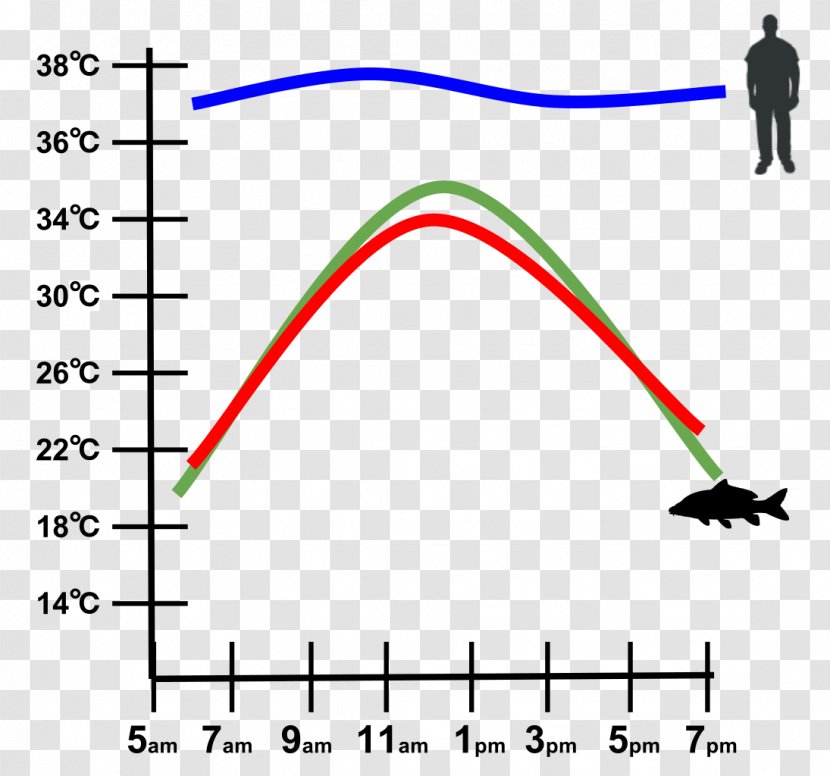 Ectotherm Endotherm Thermoregulation Snake Graph Of A Function - Number - Pennant Transparent PNG