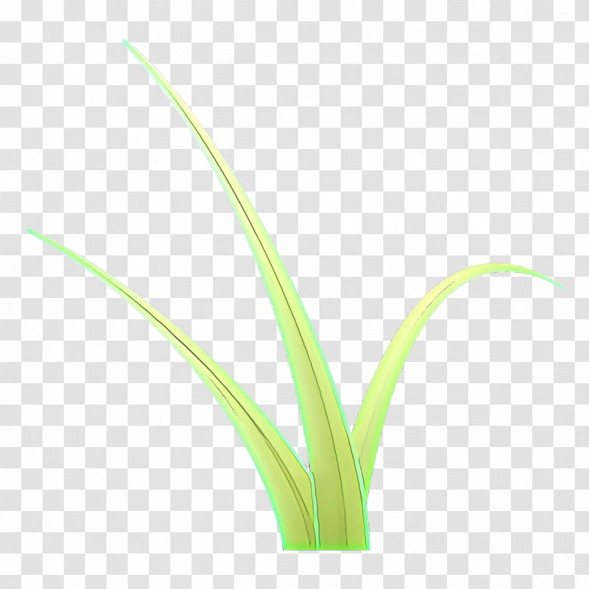 Plant Grass Flower Grass Family Leaf Transparent PNG