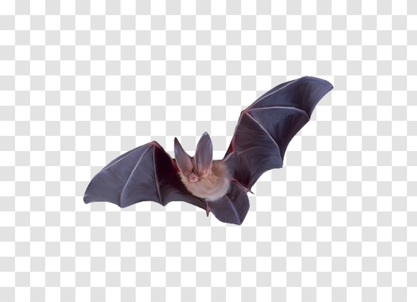 Batman Flight Colugo - Purple - Flying Bat Transparent PNG