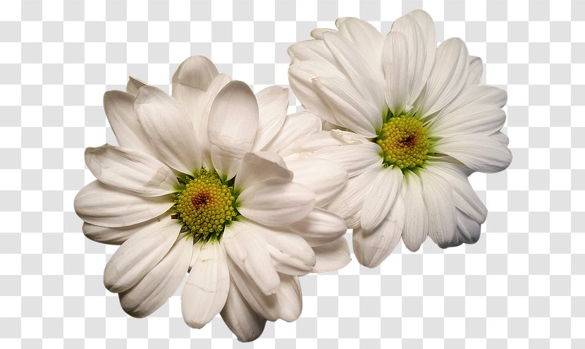 Flower Jasmine Pseudanthium Photography - Stock Transparent PNG
