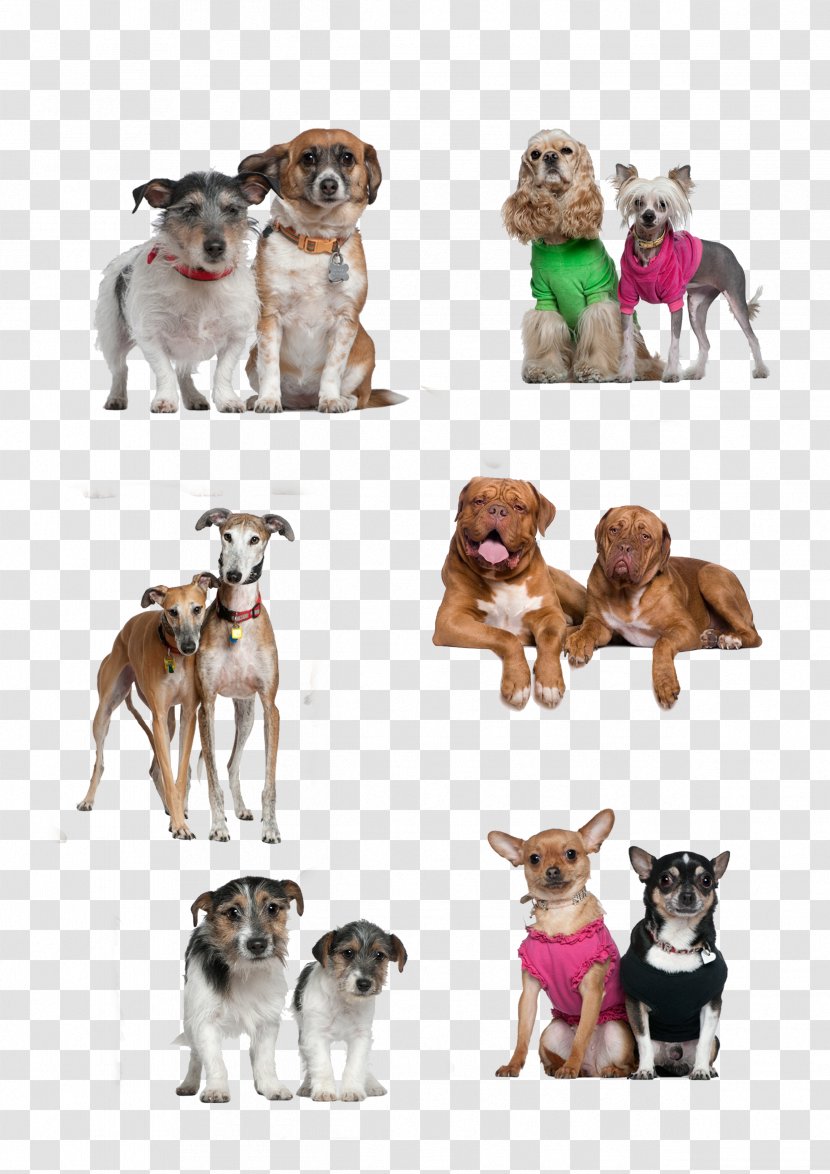 Dog Breed Puppy Companion - Two Dogs Together Transparent PNG
