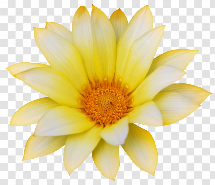 Flower Getty Images Stock Photography - Head - Sunflower Transparent PNG