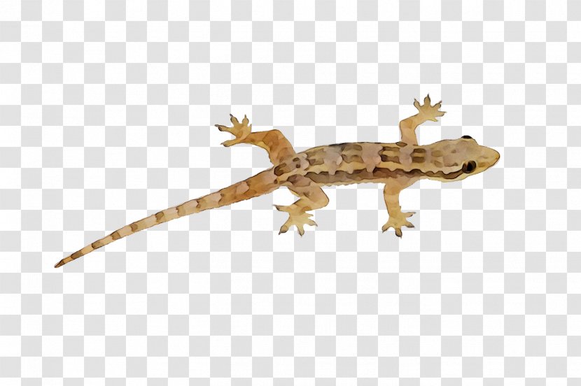 Lizard Gecko Pig Swine Influenza Animal - Terrestrial Transparent PNG
