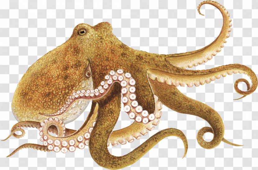 Enteroctopus Dofleini Other Minds: The Octopus And Evolution Of Intelligent Life Clip Art - Image File Formats - Drawing Transparent PNG