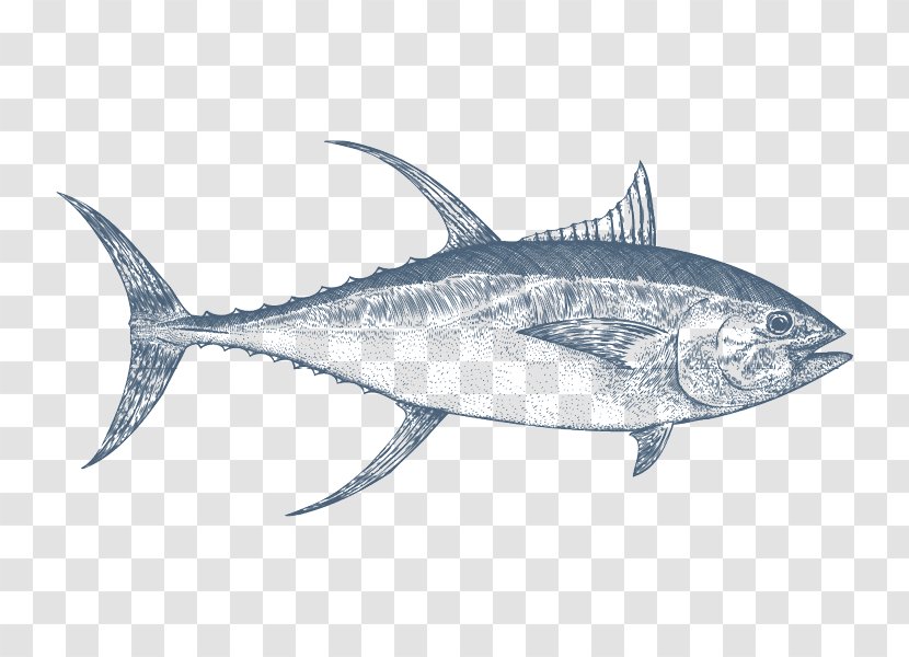 Mackerel Swordfish Thon Thunnus Albacore - Perch Like Fish Transparent PNG
