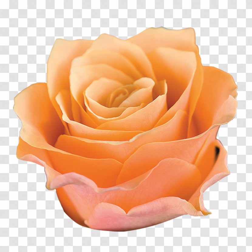 Garden Roses Cut Flowers Petal - Closeup - Rose Transparent PNG