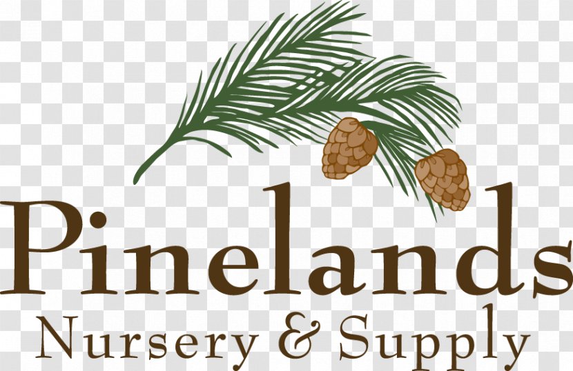 Pine Family CRIANDO MENINOS Food Book Font - Plant - North Florida Native Plants Transparent PNG