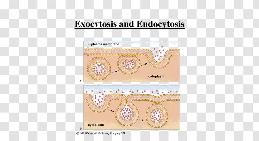 Exocytosis Biology Endocytosis Model Organism Cell - Text Transparent PNG