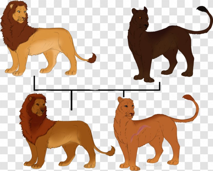 Dog Breed Lion Cat Terrestrial Animal - Big Cats - Tree Family Transparent PNG