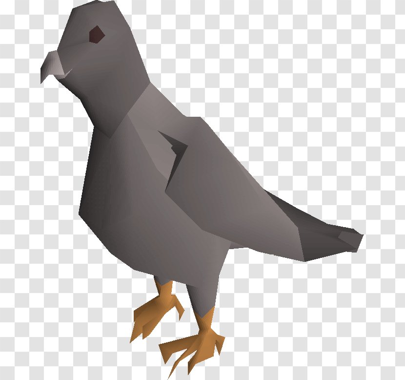 Pigeons And Doves Domestic Pigeon Bird Image - Beak - Chicken Pokemon Transparent PNG