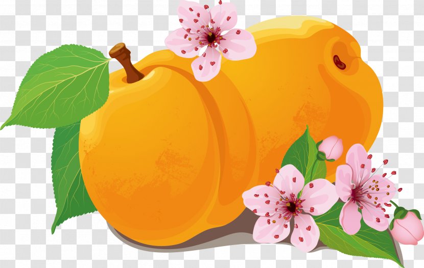 Peach Apricot Clip Art - Petal - Peaches Vector Transparent PNG