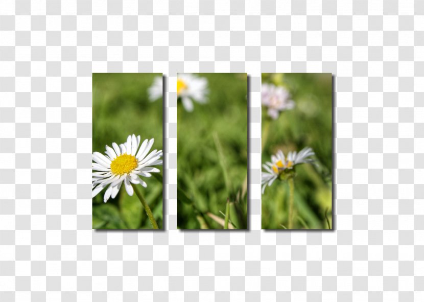 Wildflower Lawn - Mecanism Transparent PNG