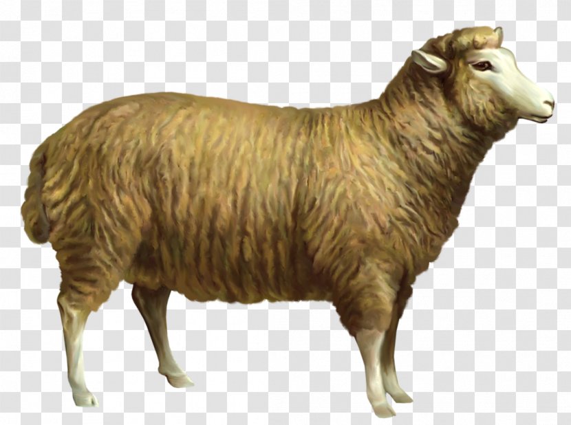 Sheep Clip Art - Mammal - Clipart Picture Transparent PNG