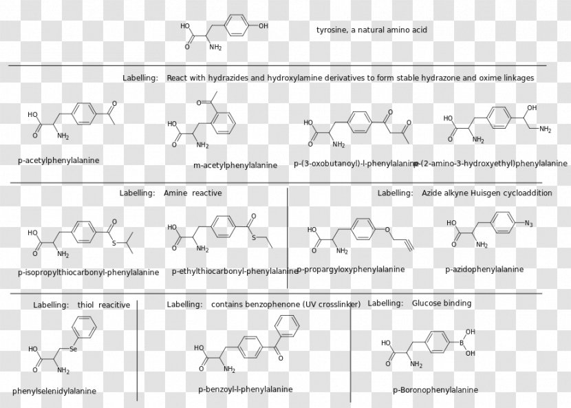 Document Line Art Angle - Genetics Transparent PNG