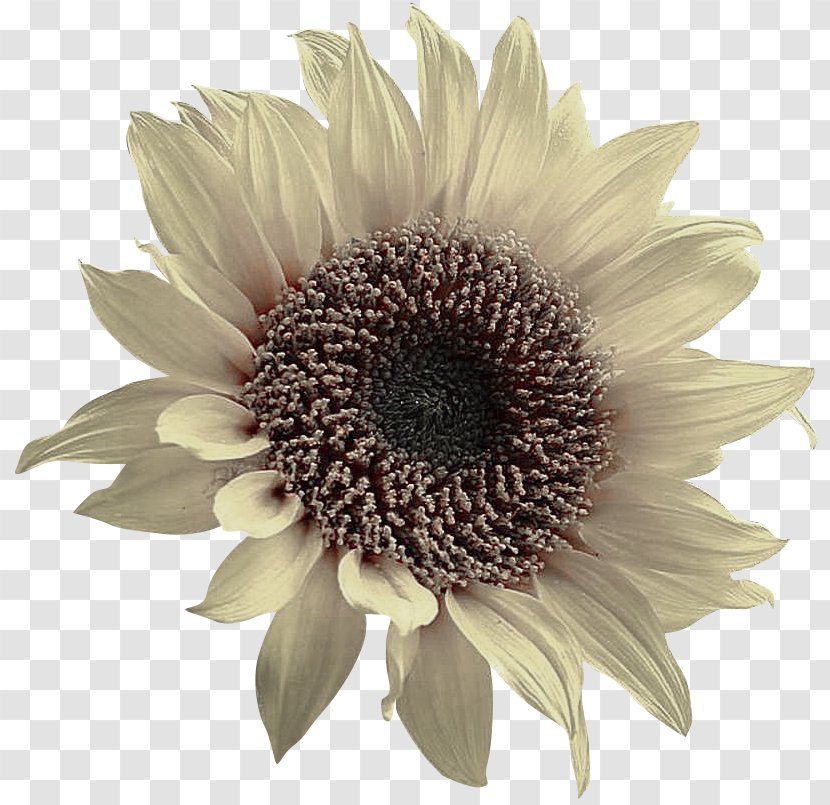 Common Sunflower Toilet Seat Rapeseed - Crop Yield - Creative Transparent PNG