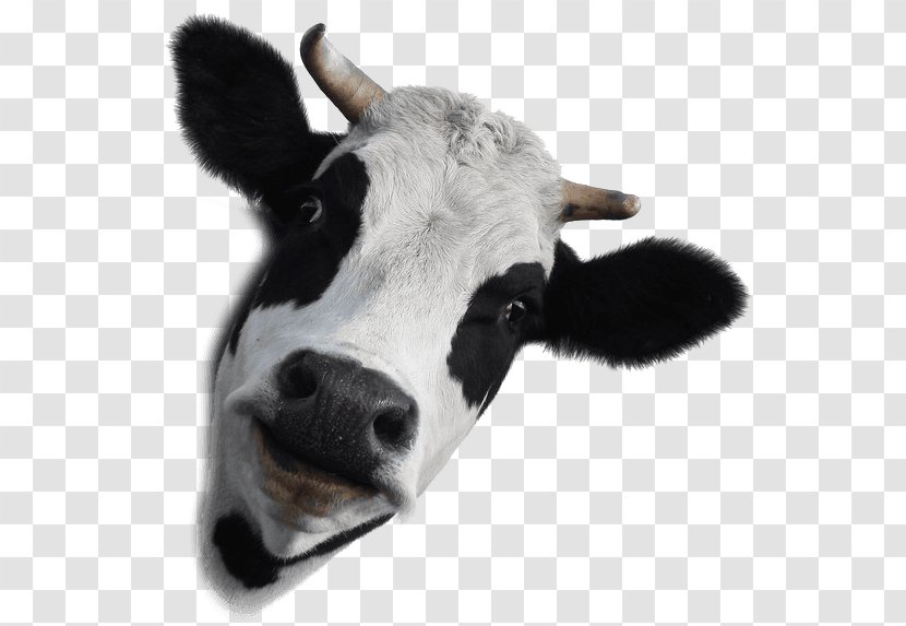 Holstein Friesian Cattle Dairy Beef And Milk - Wall Decal Transparent PNG