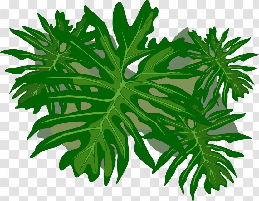Plant Philodendron Leaf Clip Art - Organism - Folha Transparent PNG