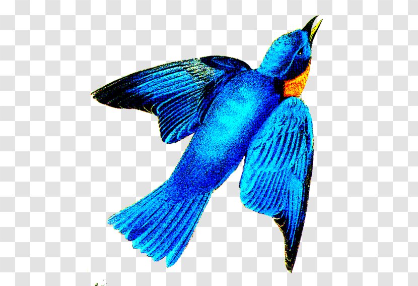 Beak Cobalt Blue Feather Tail Pollinator - Electric - Eastern Bluebird Transparent PNG