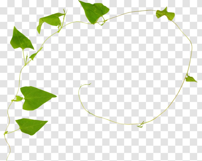Family Tree Background - Calameae - Ivy Morning Glory Transparent PNG