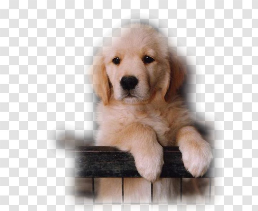 Labrador Retriever Catahoula Cur Puppy Golden Desktop Wallpaper - Carnivoran Transparent PNG