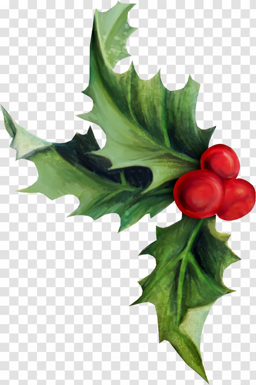 Holly Christmas - Branch - Plane Transparent PNG