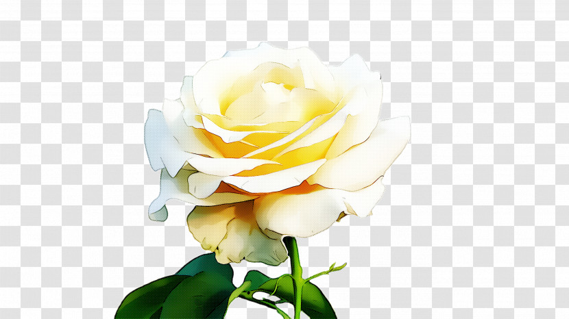 Garden Roses Transparent PNG