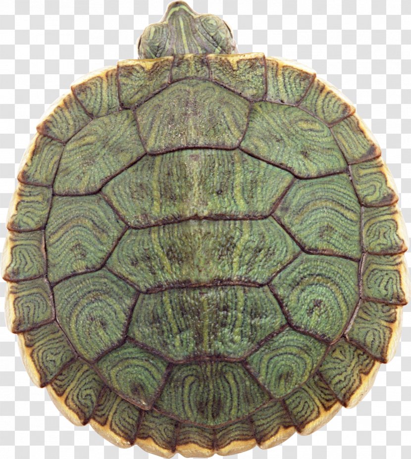 Yellow-headed Box Turtle Reptile Red-eared Slider Chinese - Red Eared Transparent PNG