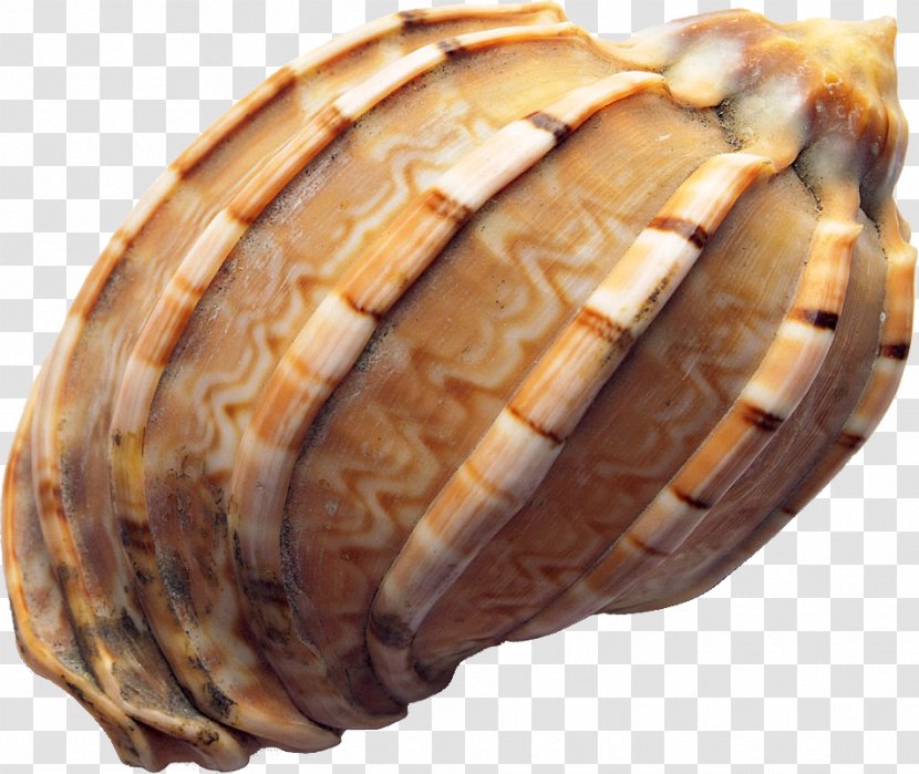 Seashell Conch - Clam Transparent PNG