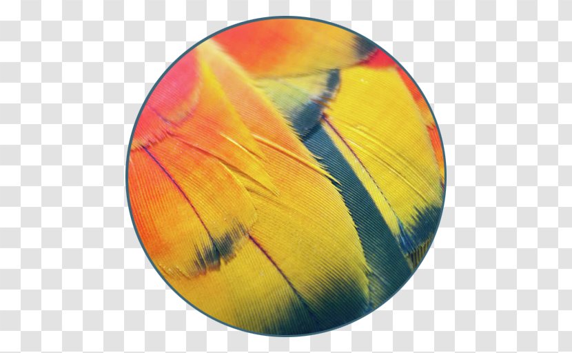 Canvas Print Feather Art - Orange - Amazon Parrot Transparent PNG