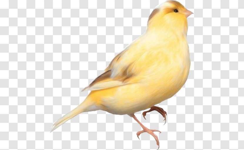 Domestic Canary Bird Parrot Finches - House Sparrow Transparent PNG