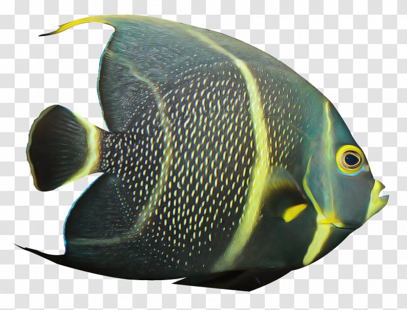 Fish Pomacanthidae Pomacentridae Holacanthus - Butterflyfish - Rayfinned Marine Biology Transparent PNG