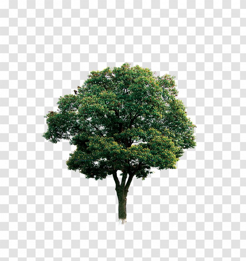 Tree Branch Computer File - Greening Transparent PNG