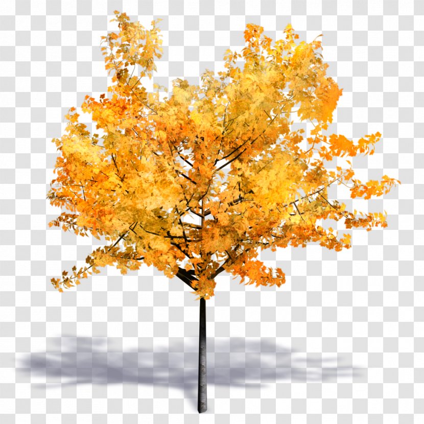 Tree Woody Plant Autodesk Revit SketchUp - Sketchup - Autumn Transparent PNG