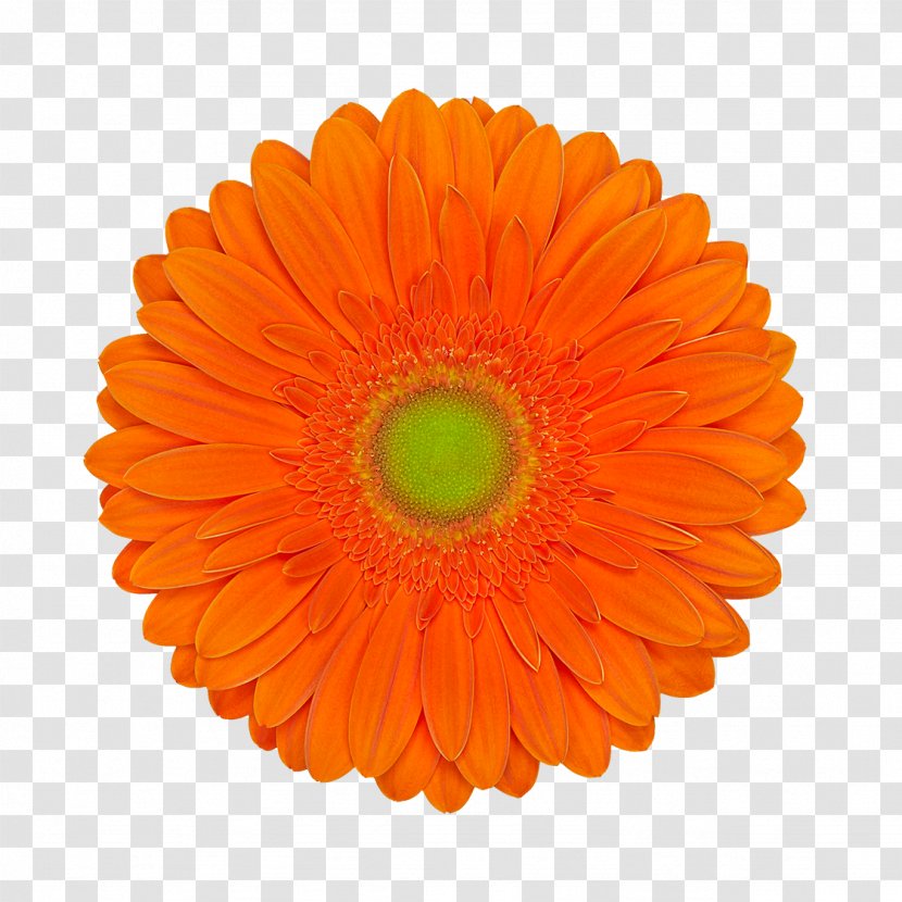 Tissue Paper Orange Coupon Blue - Daisy Family - Gerbera Transparent PNG