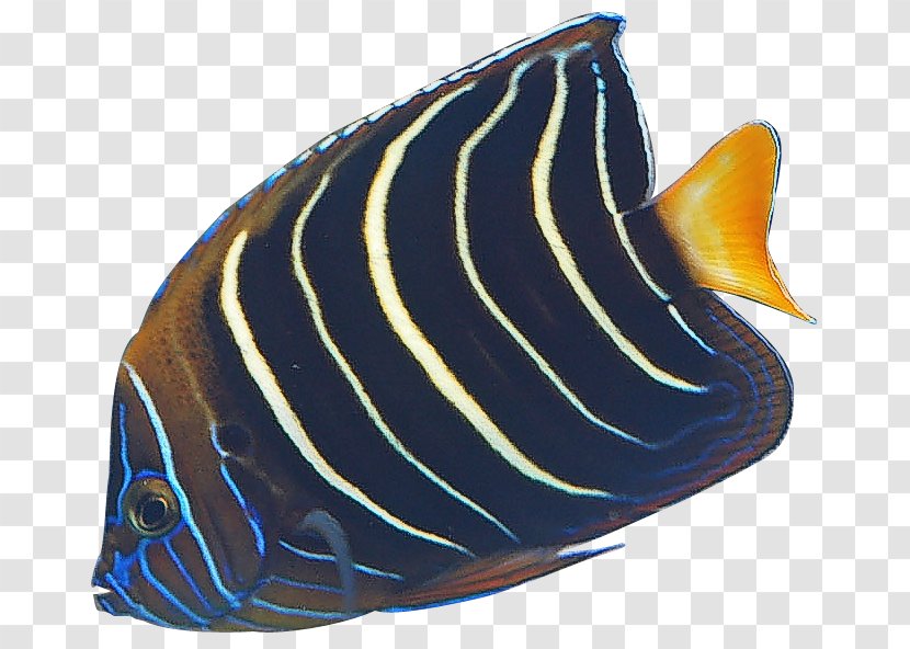 Angelfish Banded Butterflyfish Clip Art - Queen - Angel Fish Cliparts Transparent PNG