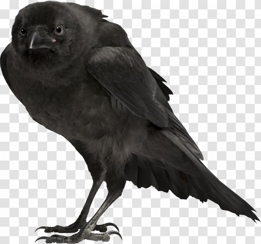 Bird Carrion Crow Common Raven - Blackbird Transparent PNG