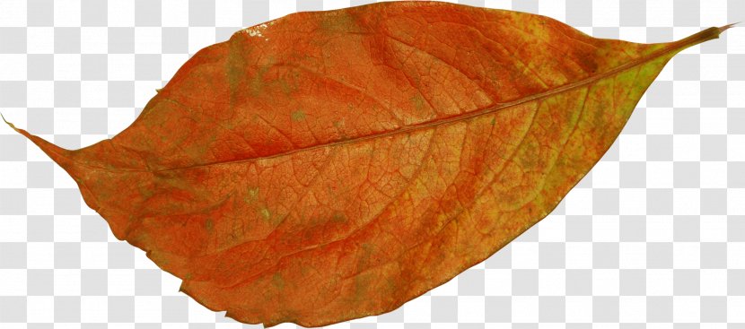 Leaf Photography Clip Art - Brown Transparent PNG