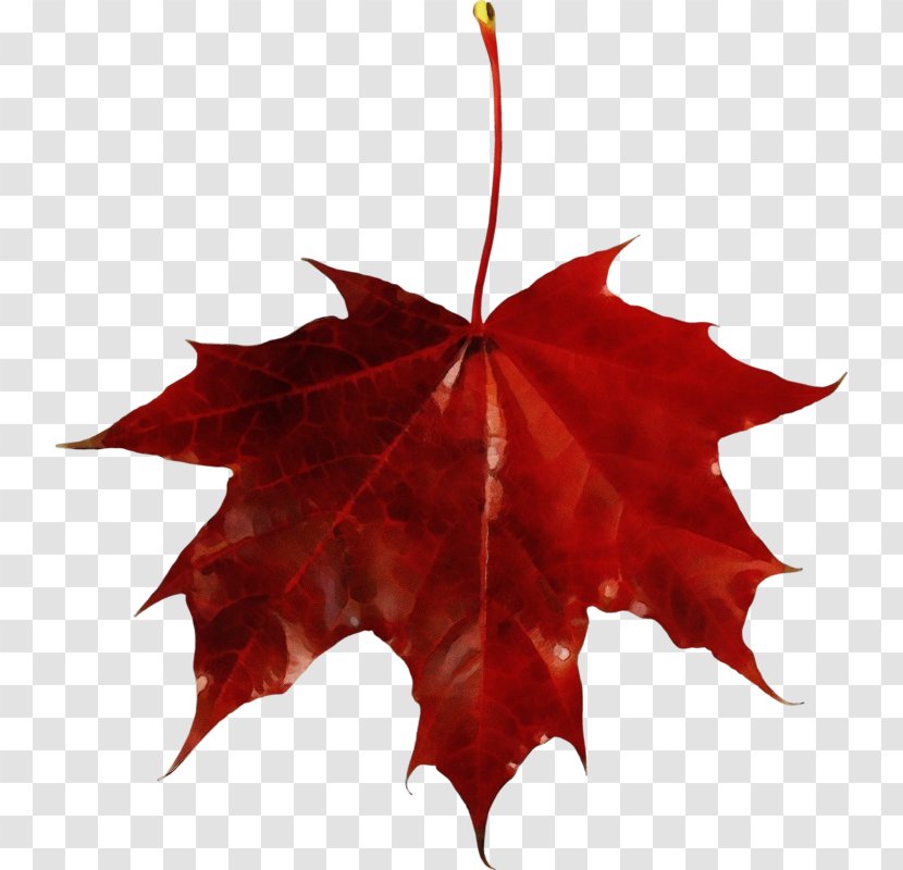 Red Maple Tree - Flower - Silver Holly Transparent PNG