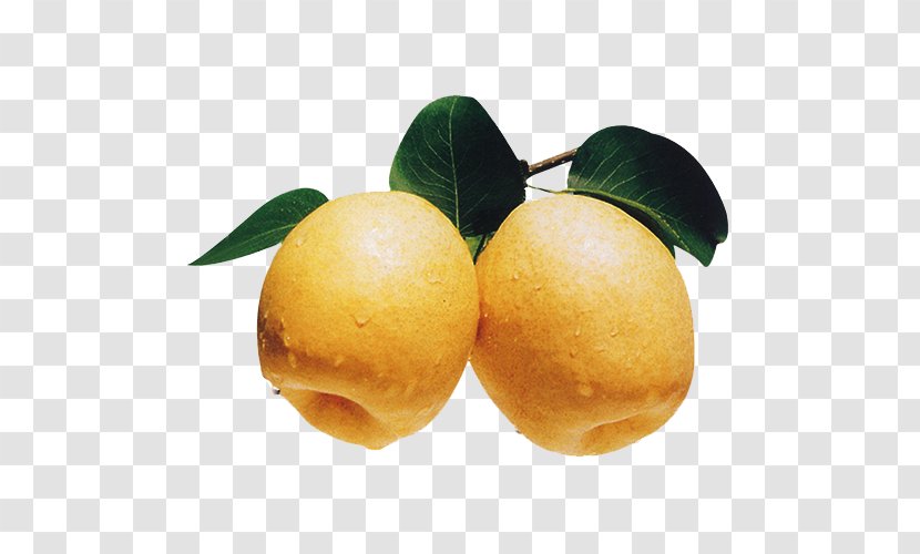 Pear Fruit Food Pome Peel - Citrus - Fresh Picture Material Transparent PNG