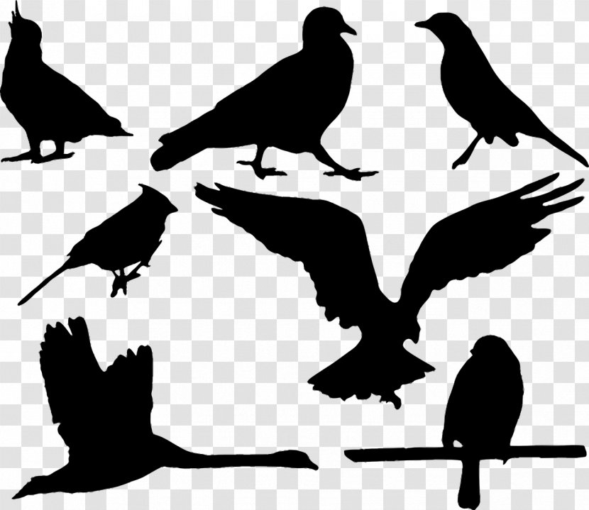 Silhouette Drawing Bird - Monochrome Photography - Pigeon Transparent PNG