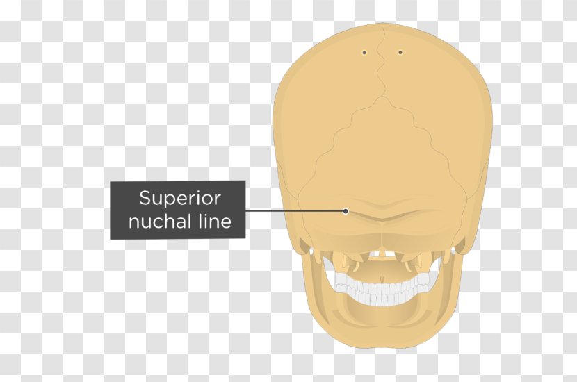 Nuchal Lines Occipital Bone Ligament Plane Anatomy - Skull Transparent PNG