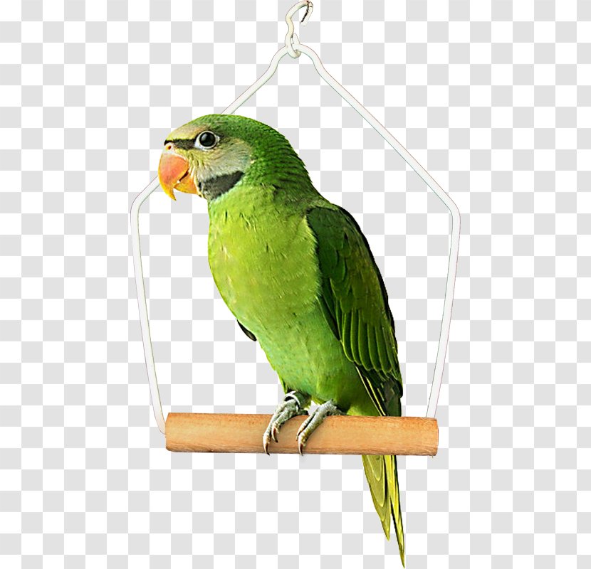 Bird Budgerigar True Parrot Clip Art - Lutino Rosyfaced Lovebird Mutation Transparent PNG