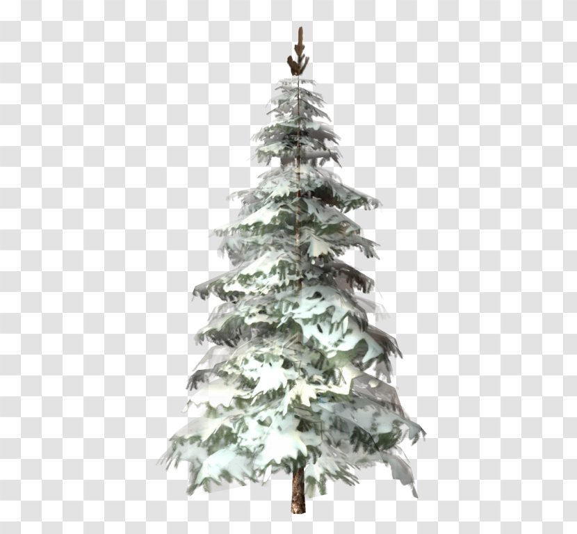 Christmas Tree Fir Spruce Day Pine - 5 December Transparent PNG