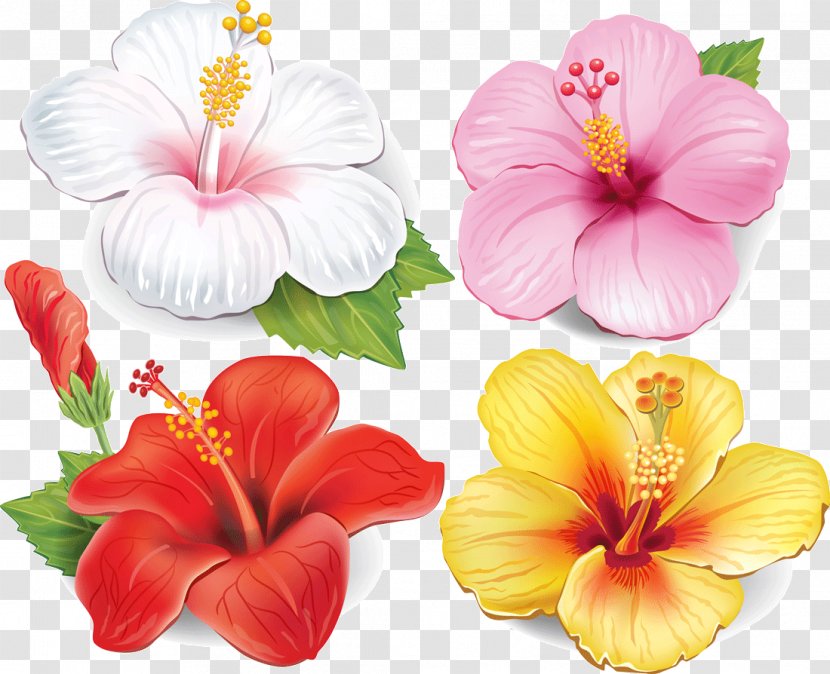Flower Drawing Clip Art - Seed Plant - Hibiscus Vector Transparent PNG