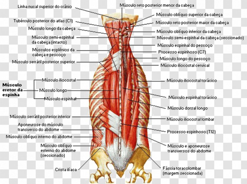 Lumbar Vertebrae Erector Spinae Muscles Vertebral Column - Silhouette - FIGURA HUMANA Transparent PNG